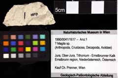 Foto (Objket + Etiketten) von Distefania calva (Schweitzer & Feldmann, 2009) 